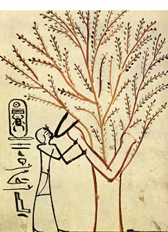 Árbol de la vida (Detalle de la tumba del faraón Tutmosis III) 