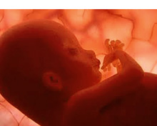 Imagen de un feto humano durante el embarazo